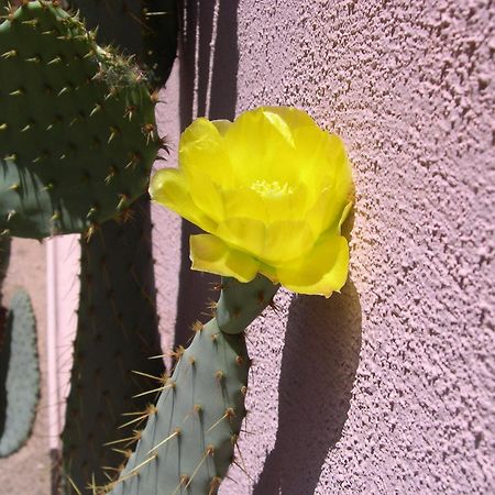 Adobe Rose Inn Tucson Esterno foto