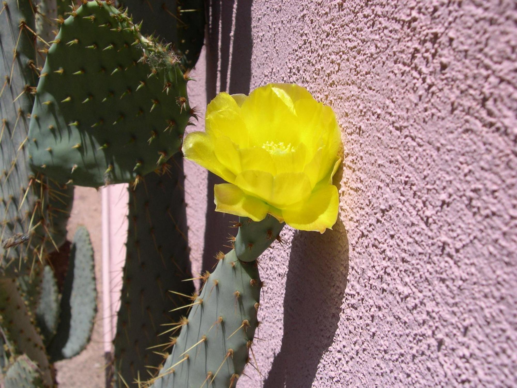Adobe Rose Inn Tucson Esterno foto