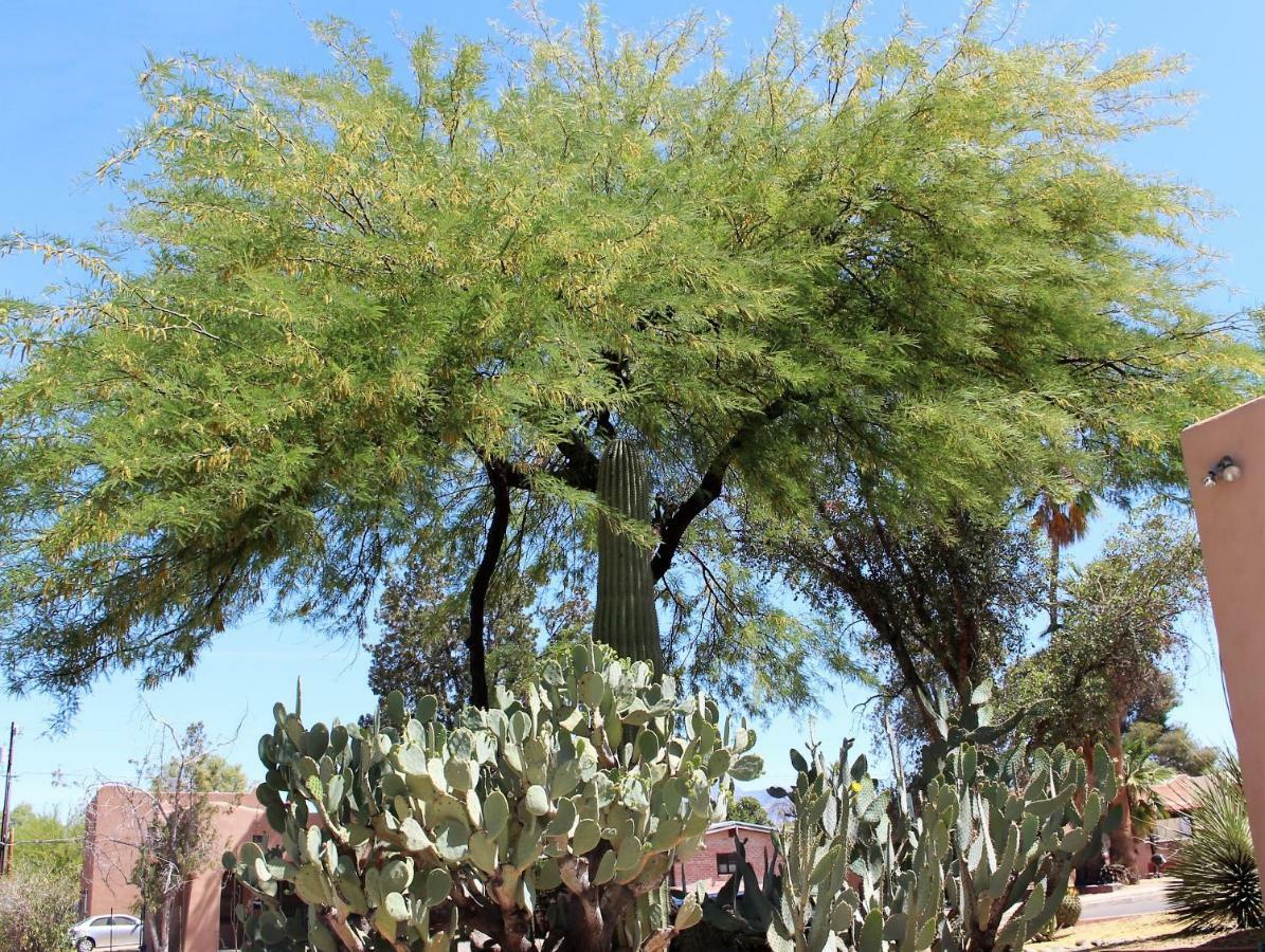 Adobe Rose Inn Tucson Esterno foto